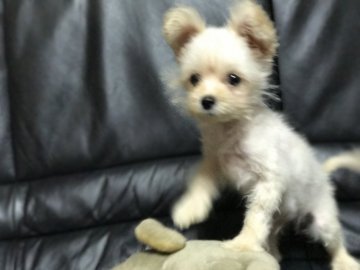 父プードル 母ポメラニアンポメプー【和歌山県・男の子・2017年3月30日・ホワイト】の写真「オンリーワンの可愛いミックス君♂」