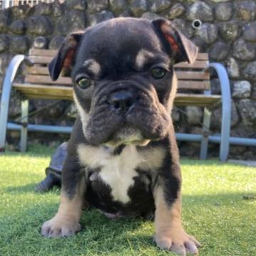 フレンチブルドッグ【和歌山県・男の子・2022年9月7日・ブラックタン】の写真「レアカラーのブルドッグタン」