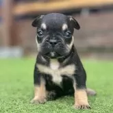 フレンチブルドッグ【和歌山県・男の子・2024年6月17日・ブラックタン】の写真1