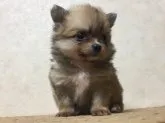 父チワワ・母ポメラニアン【和歌山県・女の子・2017年10月9日・オレンジ】の写真2