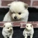 ポメラニアンとチワワのミックス【和歌山県・男の子・2018年2月8日・ホワイト】の写真3