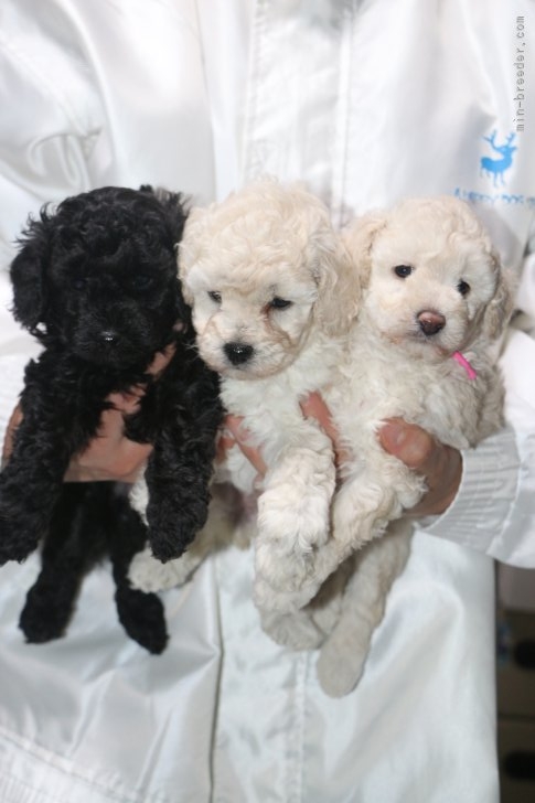 竹内大二ブリーダーのブログ：トイプードル子犬、ブラック男の子ホワイト女の子2頭、生後5週間