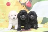 トイプードル(トイ)【千葉県・男の子・2025年6月22日・シルバー】の写真6「兄弟犬3頭。画面向かって真ん中です。」