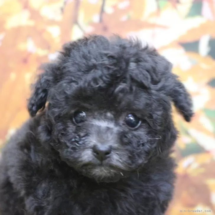 ティーカッププードル【千葉県・女の子・2025年10月2日・シルバー】の写真1「生後7週間、初めてのシャンプーカットを行いました」