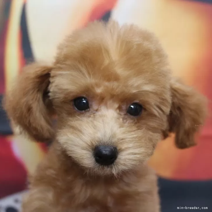 ID：2508-03829の子犬