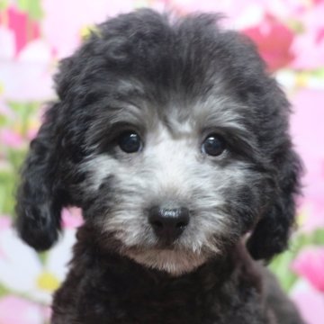 トイプードル(トイ)【千葉県・男の子・2025年6月22日・シルバー】の写真「父犬遺伝子検査3項目クリア、毛の巻強め毛量多め」