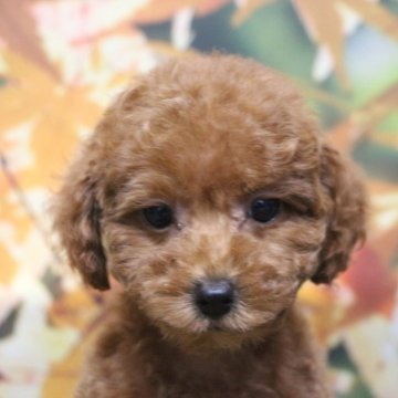 トイプードル(トイ)【千葉県・女の子・2025年8月29日・レッド】の写真「父犬遺伝子検査3項目クリア」