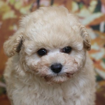 トイプードル(タイニー)【千葉県・女の子・2025年10月2日・ホワイト】の写真「父犬遺伝子検査3項目クリア、毛量多く毛の巻き強い」