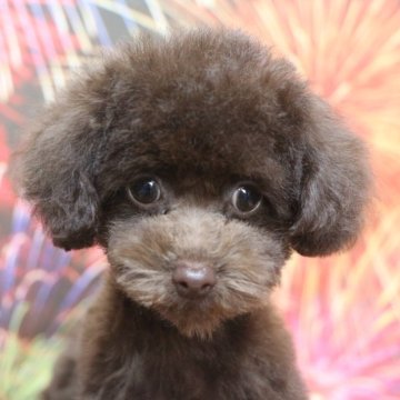 トイプードル(ティーカップ)【千葉県・女の子・2025年4月5日・ブラウン】の写真「父犬遺伝子検査3項目クリア、色濃く小ぶり毛質良い子」