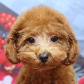 トイプードル(タイニー)