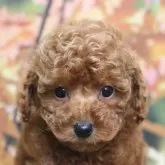 トイプードル(トイ)
