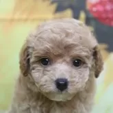 トイプードル(トイ)