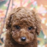 トイプードル(トイ)