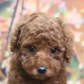 トイプードル(トイ)