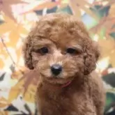 トイプードル(トイ)