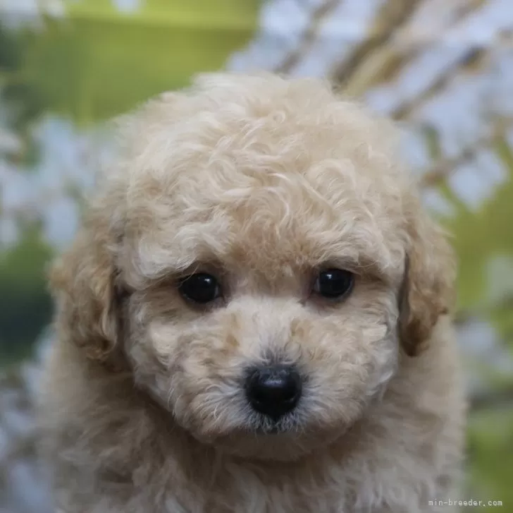 ID：2409-05290の子犬