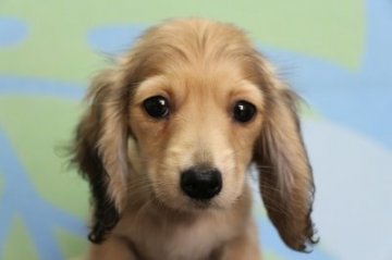 ミニチュアダックスフンド(ロング)【千葉県・女の子・2017年2月5日・シェイデッドクリーム】の写真「父犬JKCチャンピオン、カニンヘン並みの小ささです」