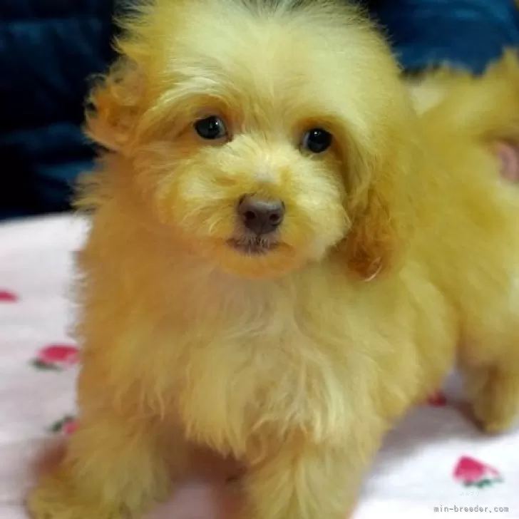 ID：2501-05327の子犬