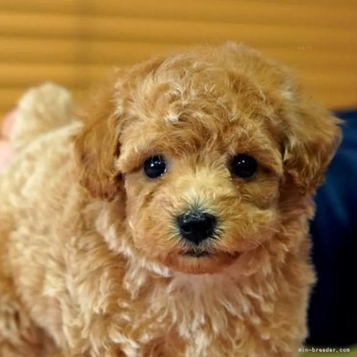 ID：2503-04002の子犬