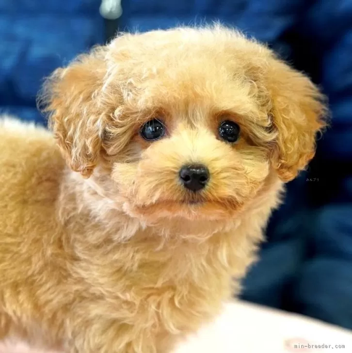 ID：2501-07013の子犬