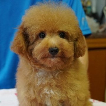トイプードル(トイ)【愛媛県・男の子・2025年6月24日・レッド】の写真「ご家族で会いに来てください、待ってます♪」