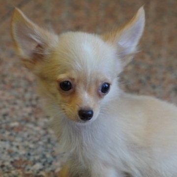 チワワ(ロング)【愛媛県・男の子・2025年6月14日・クリーム&ホワイト】の写真「性格もかわいすぎる男の子♪」