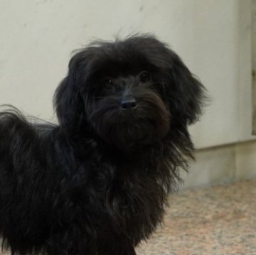 ミックス(チワマル×トイプードル)【愛媛県・女の子・2025年6月23日・ブラック】の写真「わたしまつ毛が長いんです(*^^*)」