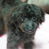 ミックス(チワプー×トイプードル)