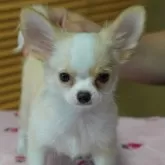 チワワ(ロング)