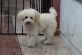 トイプードル(トイ)【愛媛県・男の子・2025年6月24日・クリーム(ほぼホワイトになりそう)】の写真5