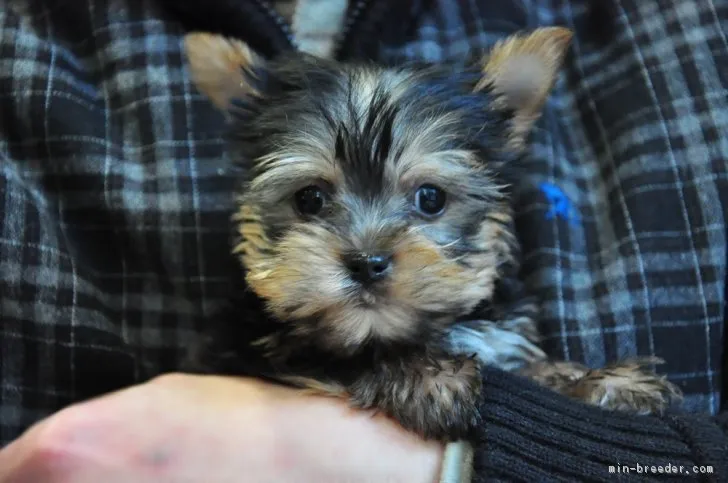 ID：1812-02363の子犬