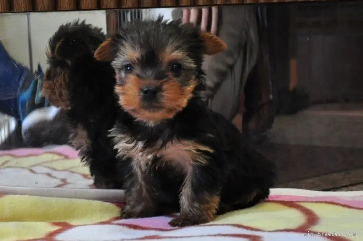 ID：1711-01438の子犬