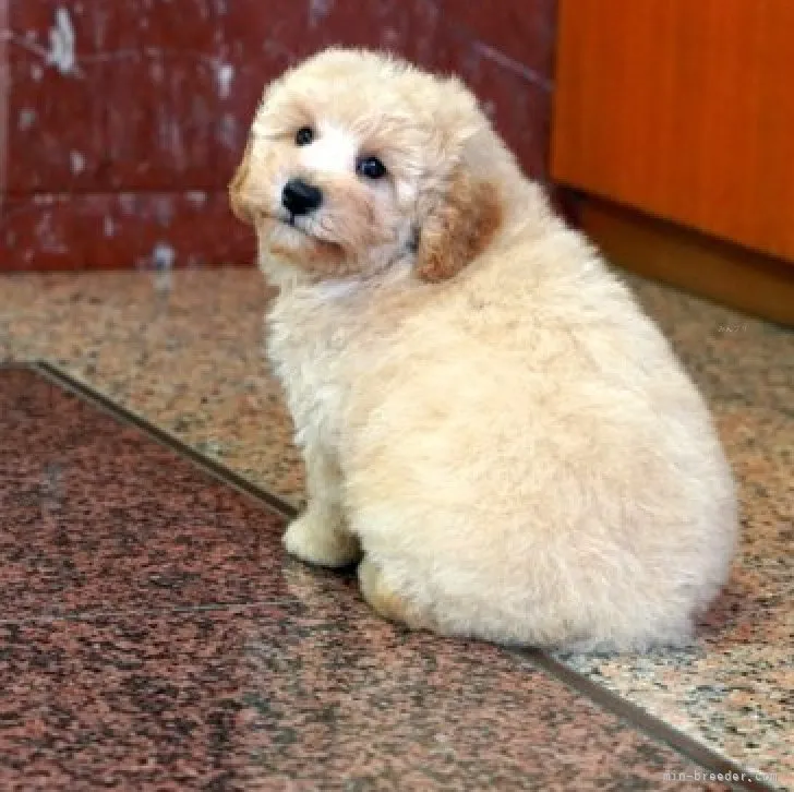 ID：2309-03189の子犬