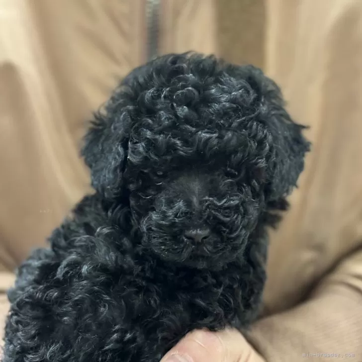 ID：2401-00366の子犬