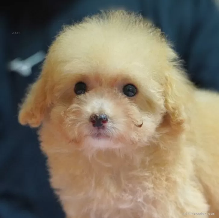 ID：2409-07068の子犬