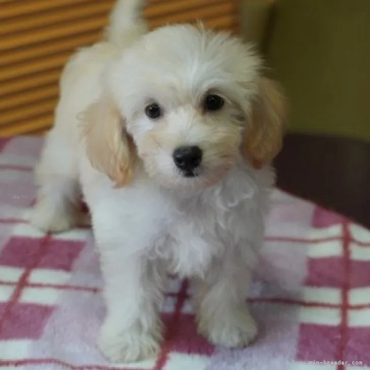 ID:2308-03187の子犬
