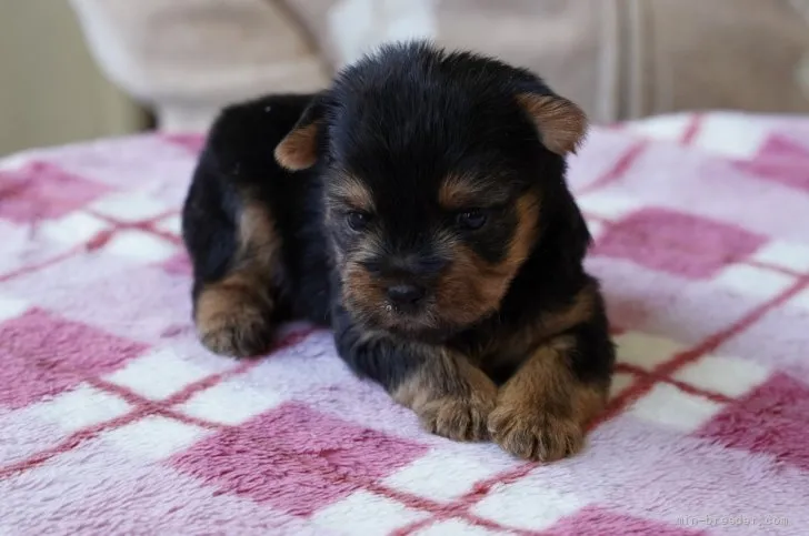 ID：2112-00558の子犬