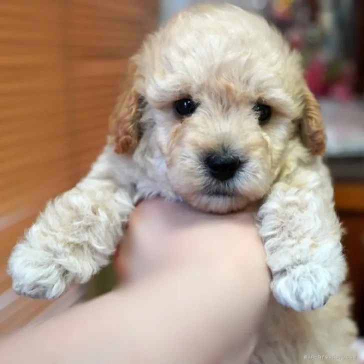 ID：2306-04163の子犬