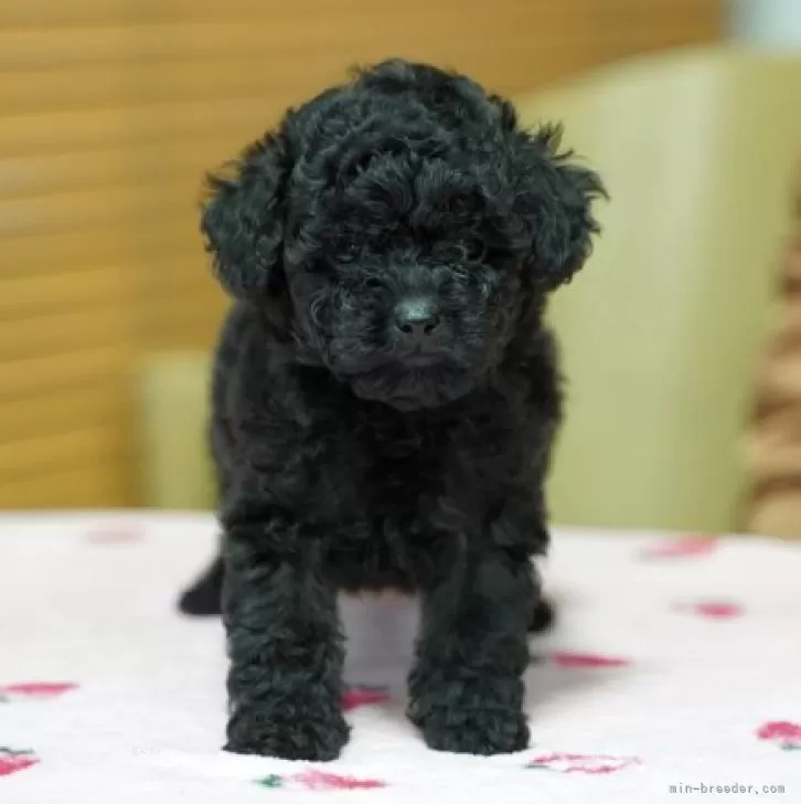 ID:2312-03195の子犬