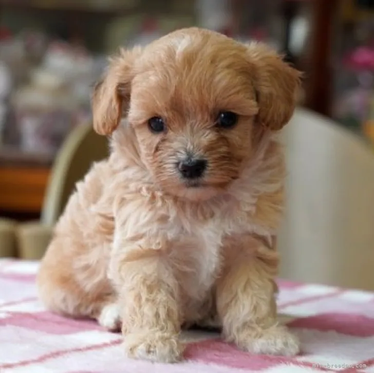 ID:2306-02057の子犬