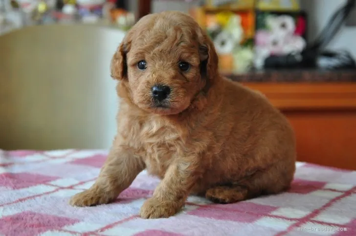ID：1907-01241の子犬