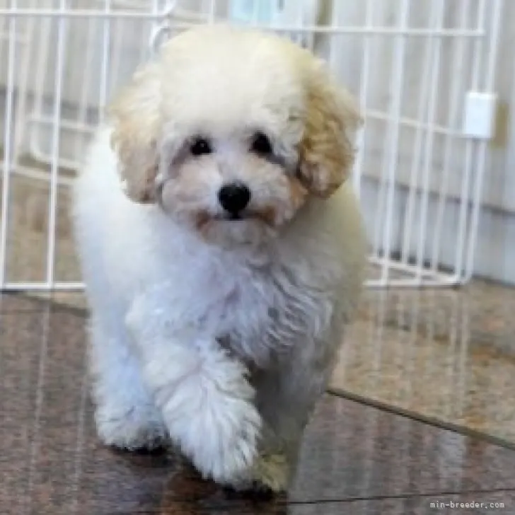 ID：2309-02706の子犬