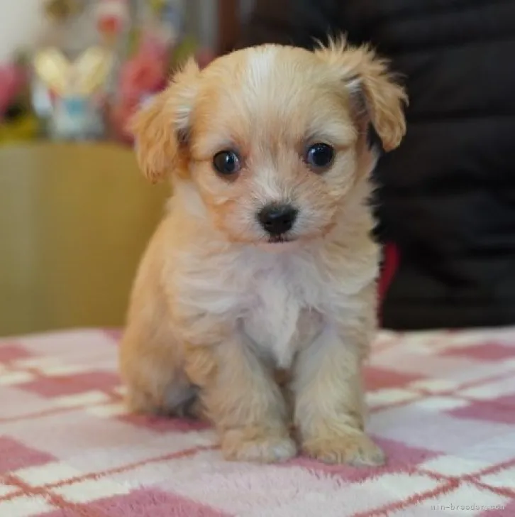 ID：2302-03778の子犬