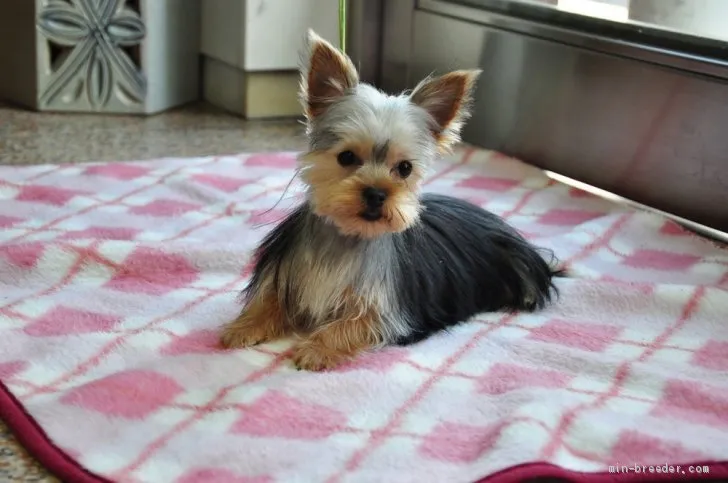 ID：2004-02216の子犬