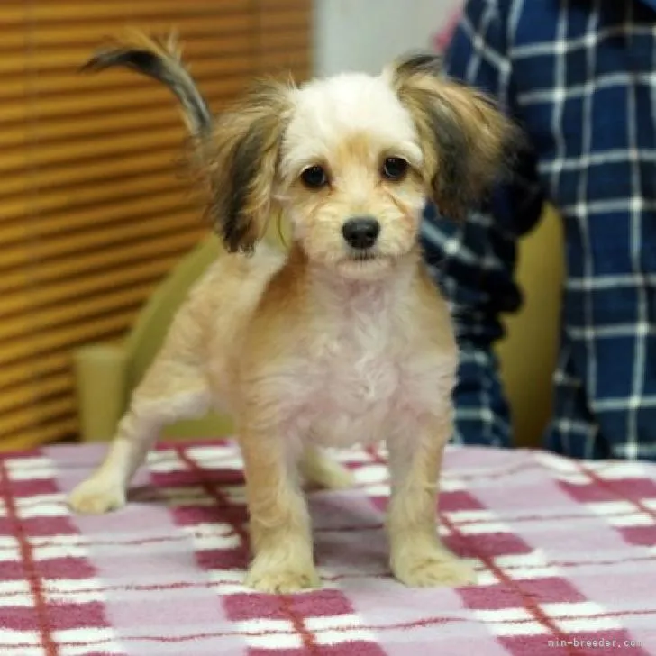 ID：2210-02422の子犬