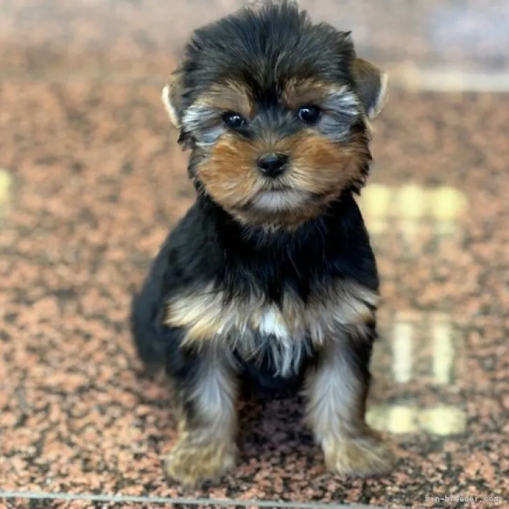 ID:2311-03186の子犬