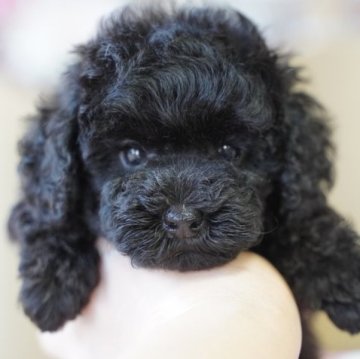 トイプードル(タイニー)【愛媛県・男の子・2023年7月20日・ブラック】の写真「漆黒の真っ黒クロスケちっちゃいくん(^^♪」