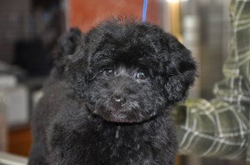 トイプードル(トイ)【愛媛県・男の子・2019年11月28日・ブラック】の写真「人懐こい気立て良男です♪」