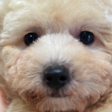 トイプードル(トイ)【愛媛県・男の子・2023年5月25日・クリーム】の写真「低価格設定に警戒無用です、健康診断異常無しです♪」