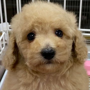 トイプードル(トイ)【愛媛県・男の子・2022年12月1日・クリーム】の写真「顔、可愛すぎてすいません(*^^*)」